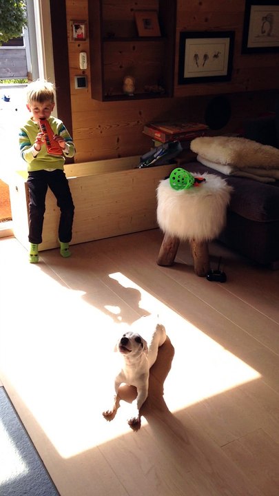 CONCERTO POUR TOUTOU