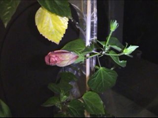 Ouverture d'une fleur Hibiscus
