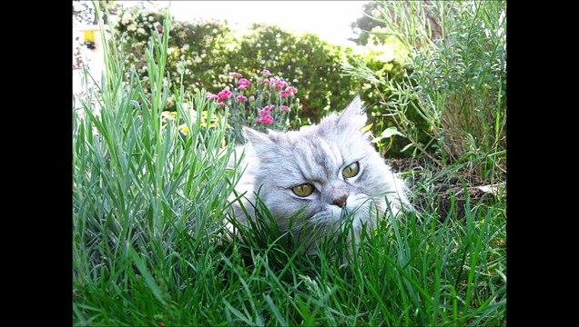 Repose en paix ma beauté