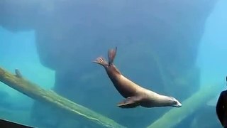 Sea Lion play follow-the-leader with little boy