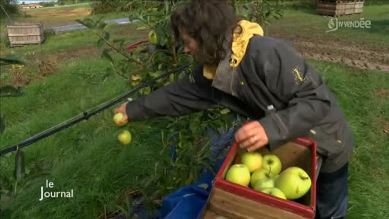 Agriculture : La cueillette des pommes a débuté en Vendée