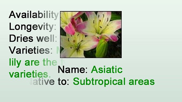 Caring for Cut Asiatic Lily - By Heather Floral