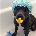 Il cane che fa il bagnetto e sembra un bambino