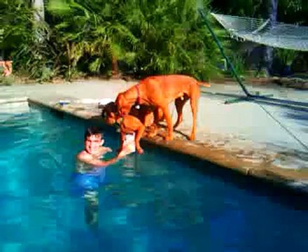 Il Cane Che Si Preoccupa Per Il Suo Padrone