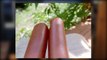 HOT LEGS OR HOT DOGS CHALLENGE