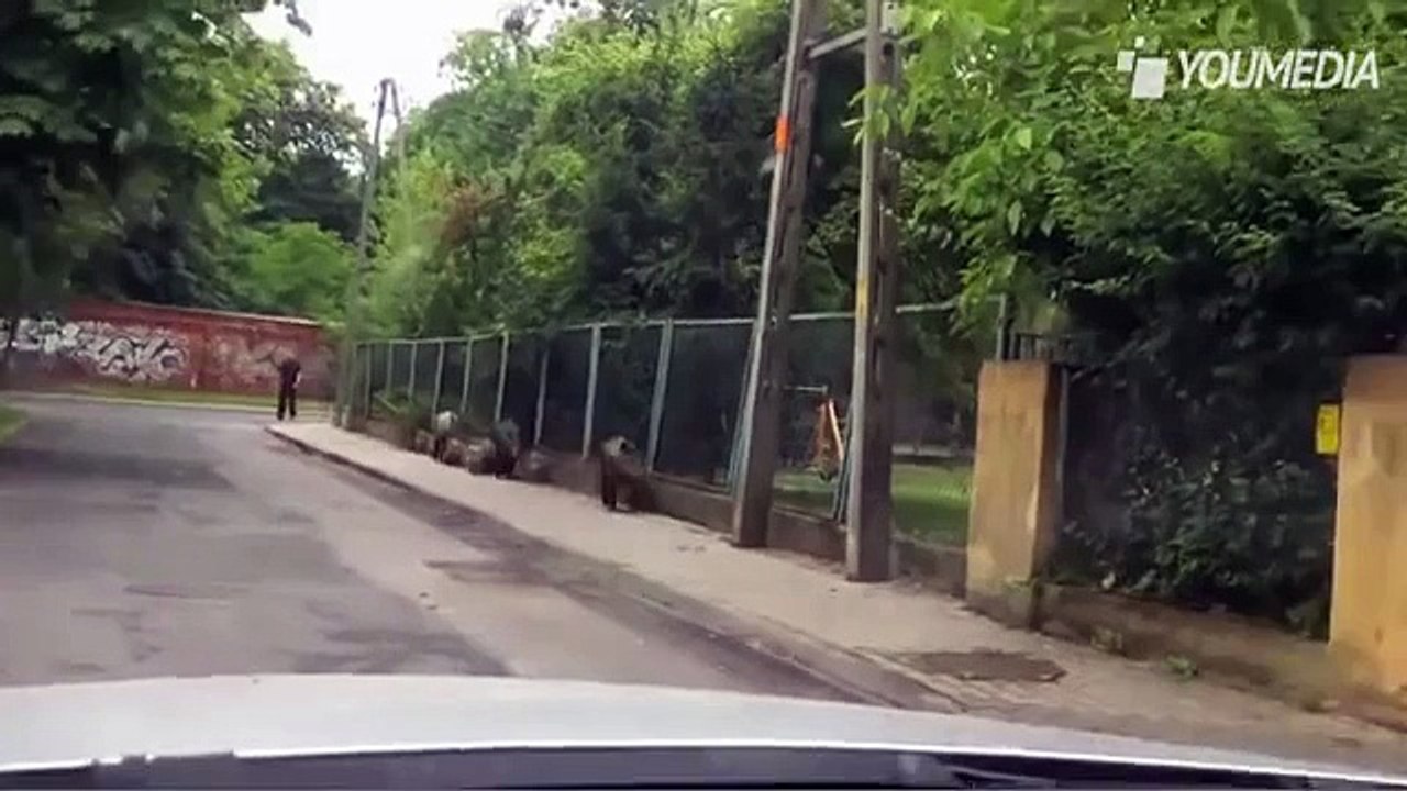 Il cinghiale si avvicina all'auto, ma guardate chi lo sta seguendo