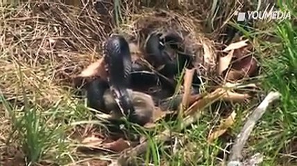 Il coniglietto è stritolato dal serpente ma  mamma coniglio guardate che fa