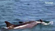 Il cucciolo di delfino è morto e la mamma cerca di rianimarlo le commoventi immagini