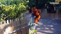 Il cucciolo di orangotango scappa dal suo recinto e il motivo è troppo divertente