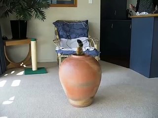 Il Gattino Che Entra E Esce Dal Vaso