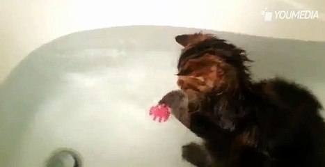 Il gattino che fa il bagnetto come i bambini