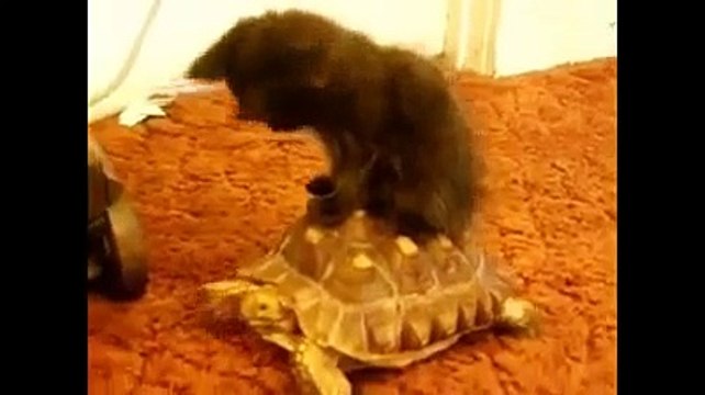 En yeni komik kediler -) ☆ Komedi ve Eğlence izle (video) ツ