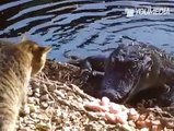 Il gatto schiaffeggia il coccodrillo e guardate lui come reagisce