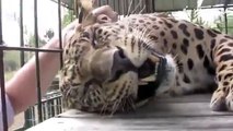 Il leopardo che ama le coccole e fa le fusa