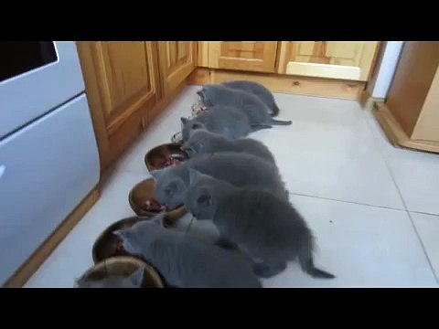 Британские котята дружно кушают!