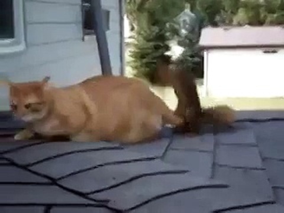 Кот и белочка!