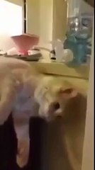 Кот пьет из кулера!