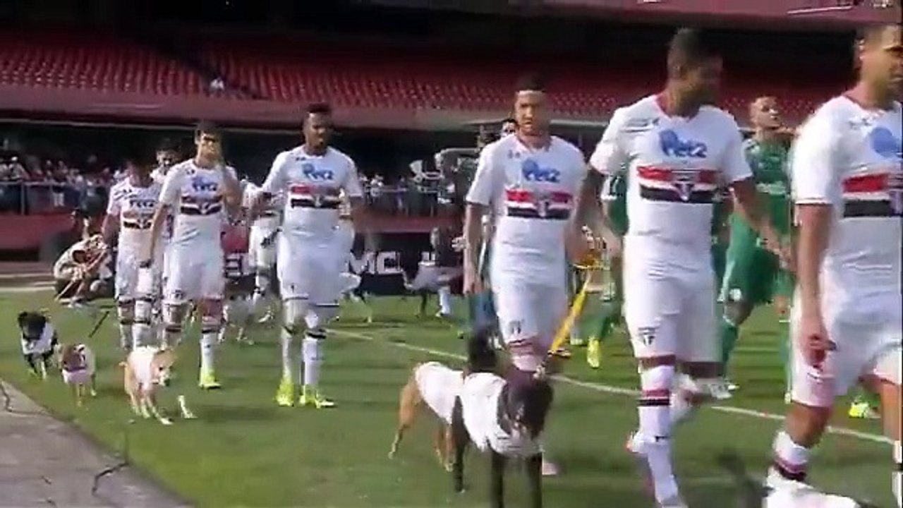 Les joueurs de Sao Paulo rentrent sur la pelouse de Palmeiras avec des chiens pour soutenir l'adoption