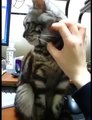 Kedi ; lütfen yapma  -) Çok Komik ☆ Komedi ve Eğlence izle (video)  ツ