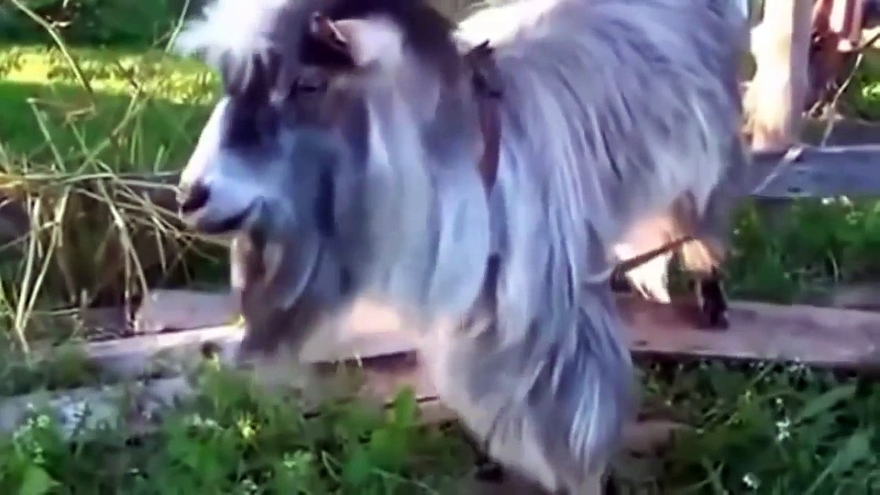 HD kalite en komik hayvan videoları ☆ Komedi ve Eğlence izle (video)  ツ