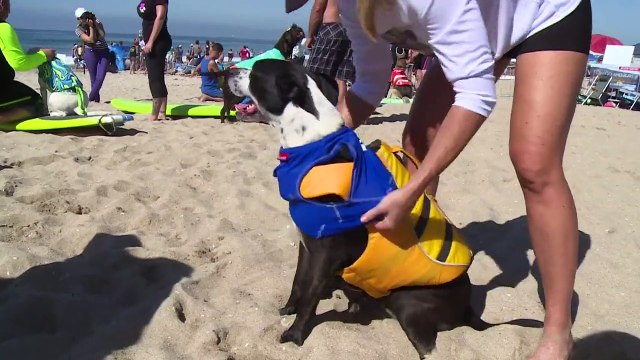 Canines vie for 'Surf Dog' title in California