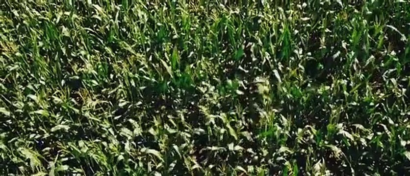 Goodnight Mommy (2014)Drama, Fantasy, Horror Susanne Wuest