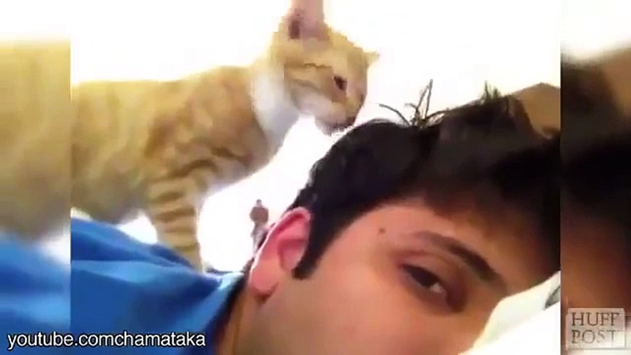 Funny Cat, Lovely Cat Acts to Owner