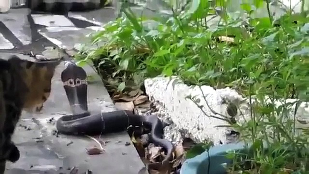 Animal Attack Two Cats Attacking a snack2 wild NEW@croos