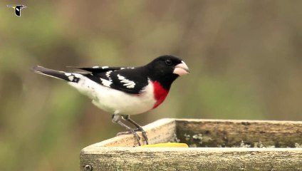 Male Rose-breasted Grosbeak at feeder