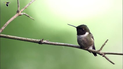 Male Ruby-throated Hummingbird