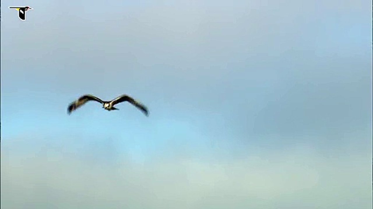 Osprey flying