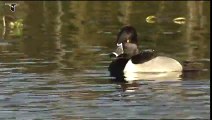 Male Ring-necked Duck with females