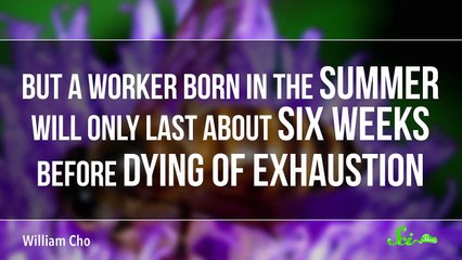 How a Bee Becomes Queen