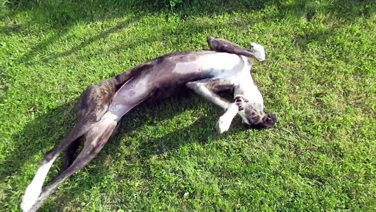 Leya im 'Duinenwind' Garten