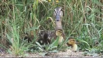 This Duck tries to communicate with Humans - What happens next?