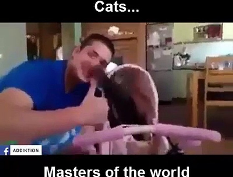 cat special instants very funny