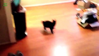 Funny Cats Sliding on Wood Floors Compilation 2013 [HD]