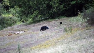 Bear with mysterious blue head spotted off highway (wild special)