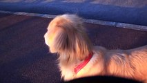 Dog imitates an ambulance siren