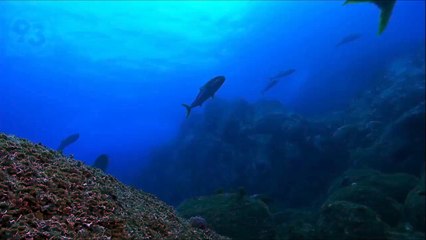 Pourquoi les îles Kermadec sont tellement importantes ?