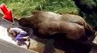 Un garçon de 5 ans tombe dans l’enclos de gorille… Attendez de voir ce que fait ce gorille!