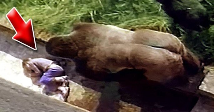 Un garçon de 5 ans tombe dans l’enclos de gorille… Attendez de voir ce que fait ce gorille!