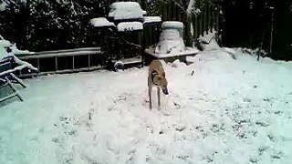 Dog + Snow = Mind Blowing Spinning