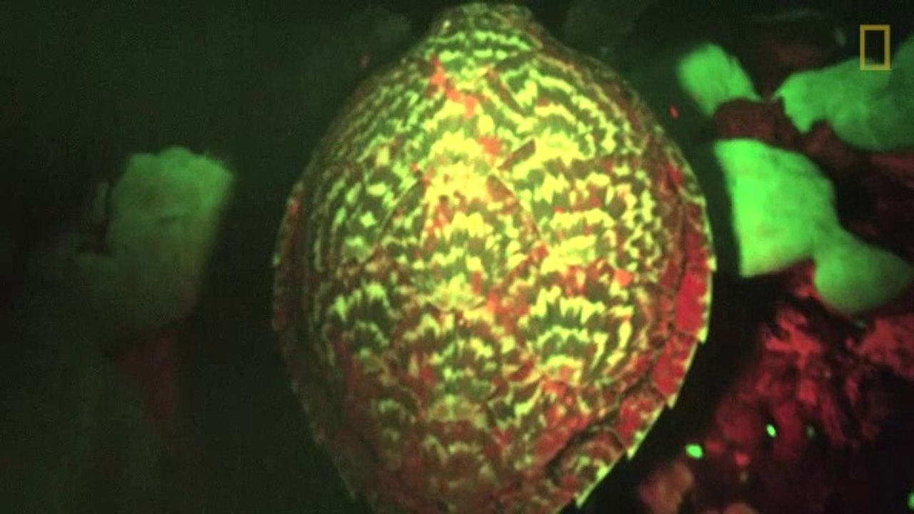 First -Glowing- Sea Turtle Found