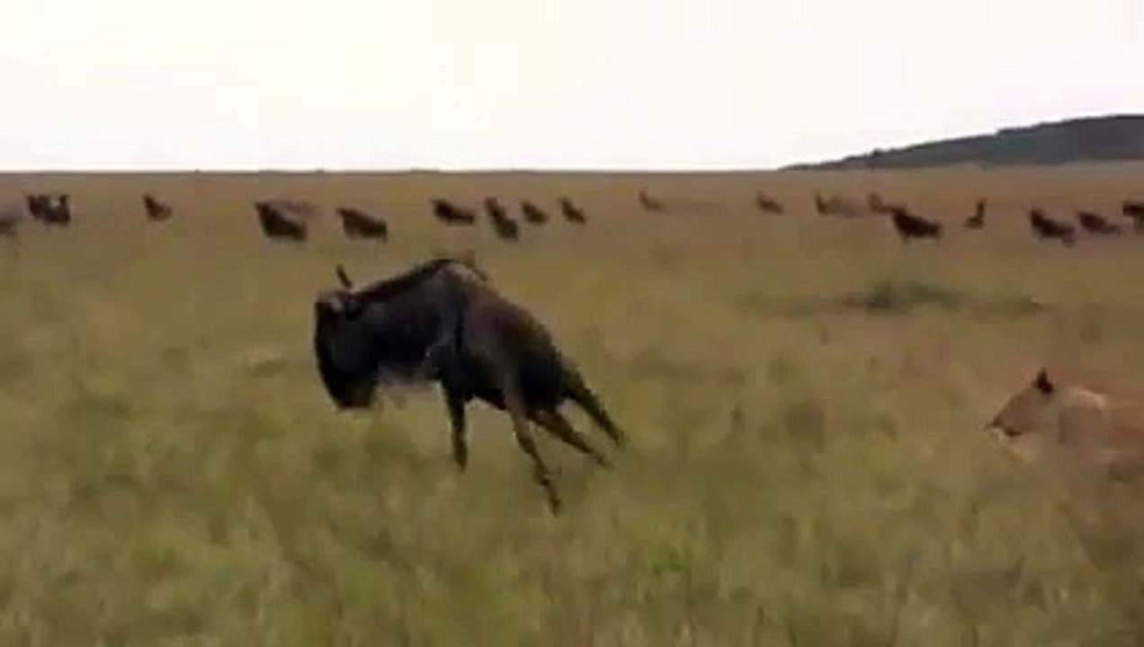 Wild best video latest
