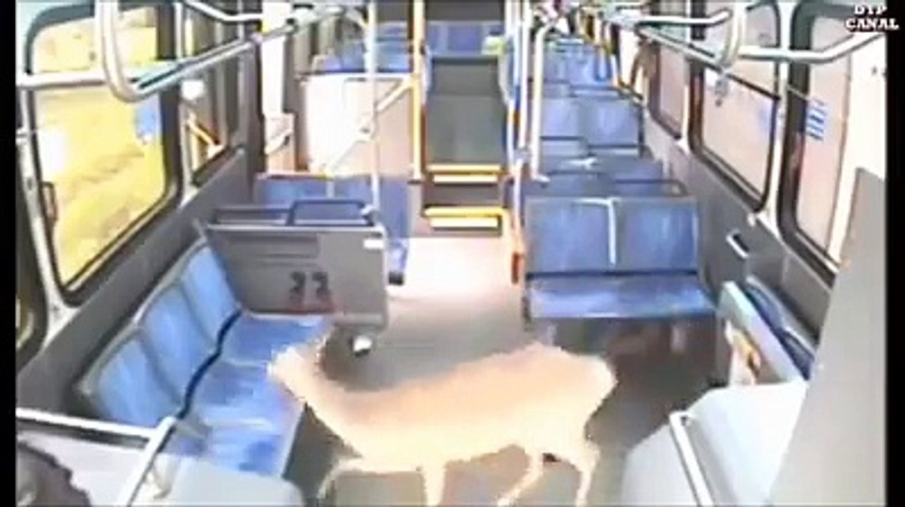 animals dangrus axcident