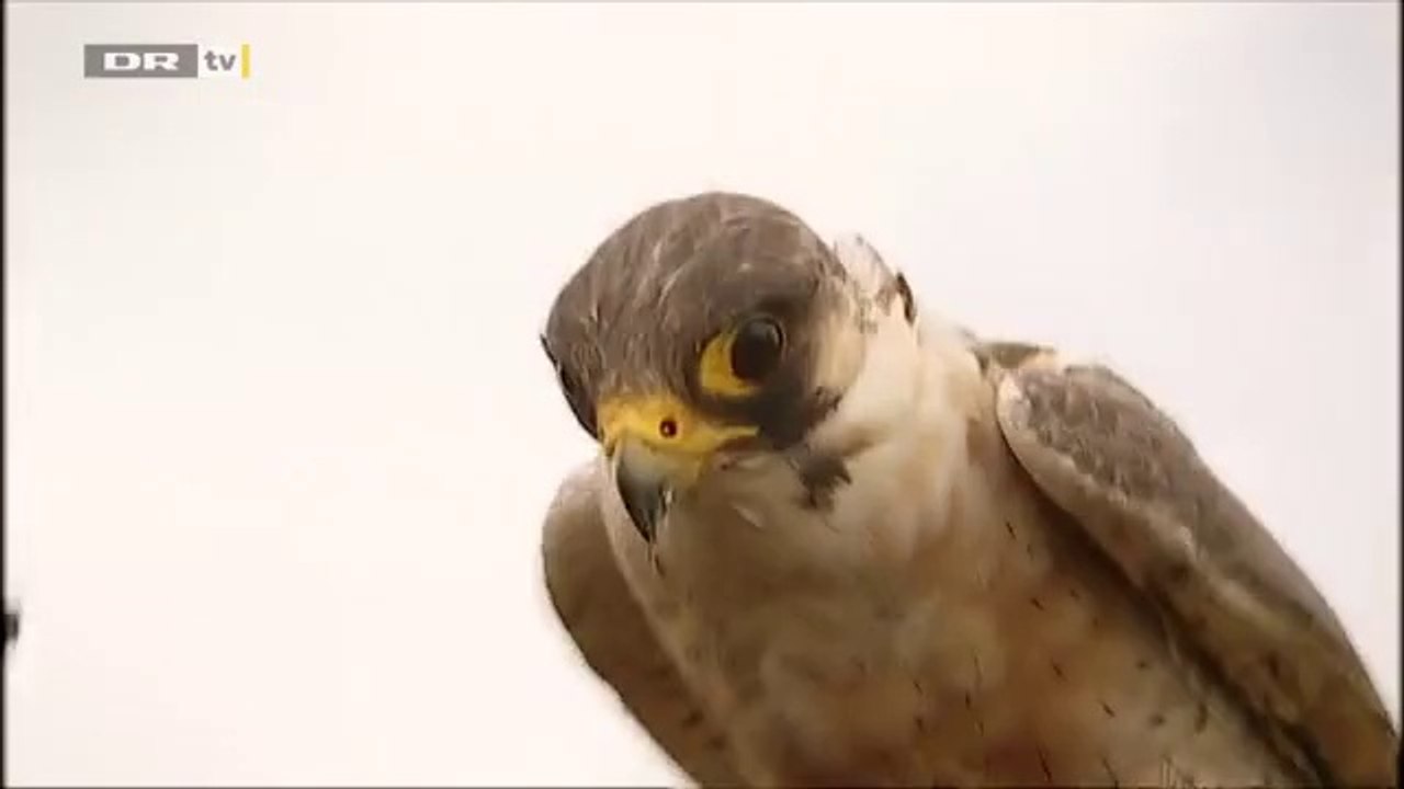 Il relâche son faucon près d'une autoroute : Erreur Fatale pour l'oiseau