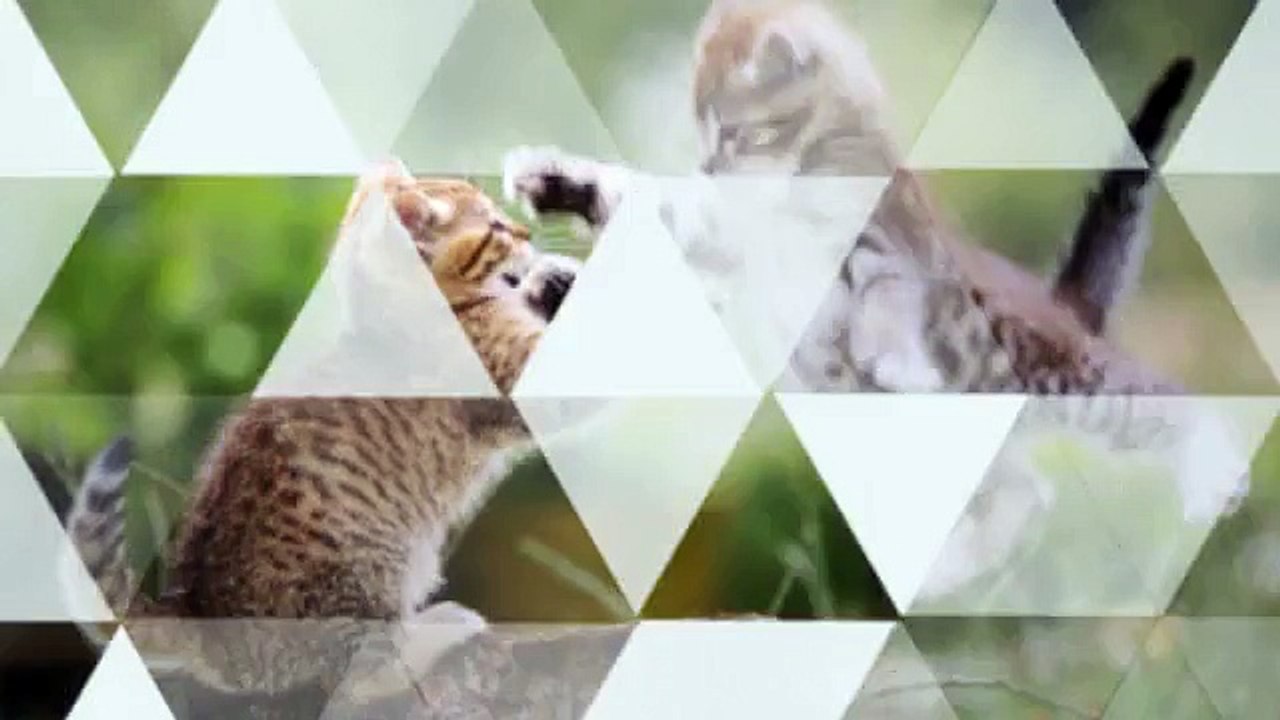 Cat Behavior Services West Palm Beach