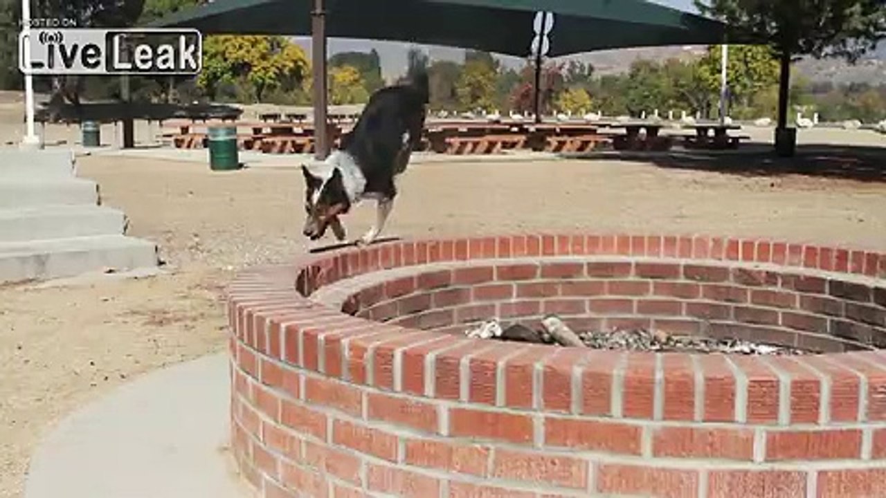 Parkour Dog!