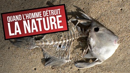 Quand l'homme détruit la nature - DES CHIFFRES ET LE MONDE